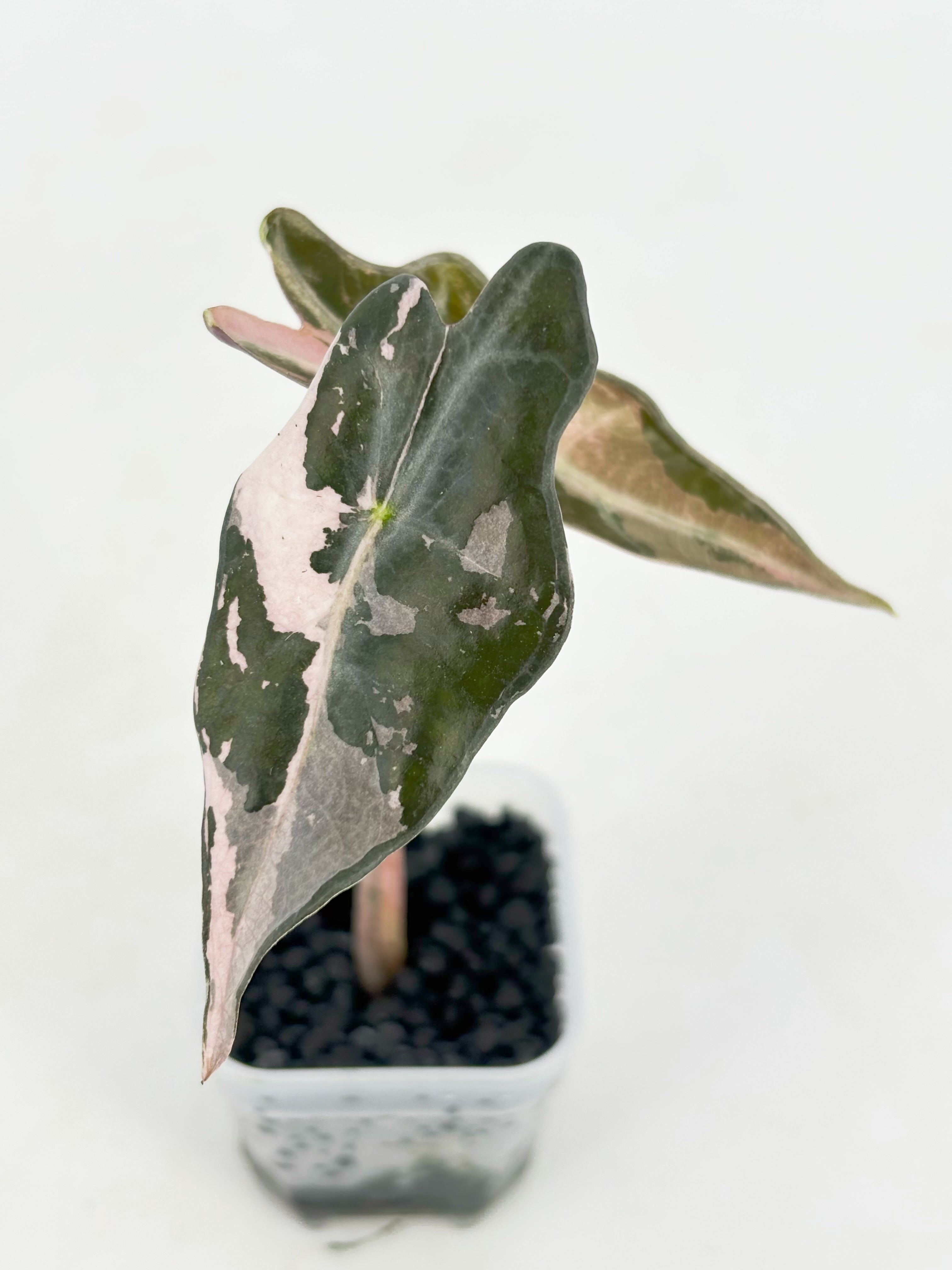 Alocasia Nobilis Pink@BC Warehouse