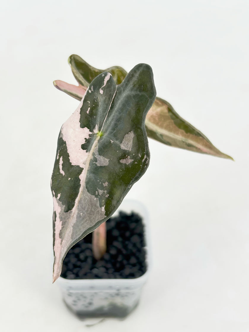 Alocasia Nobilis Pink@BC Warehouse