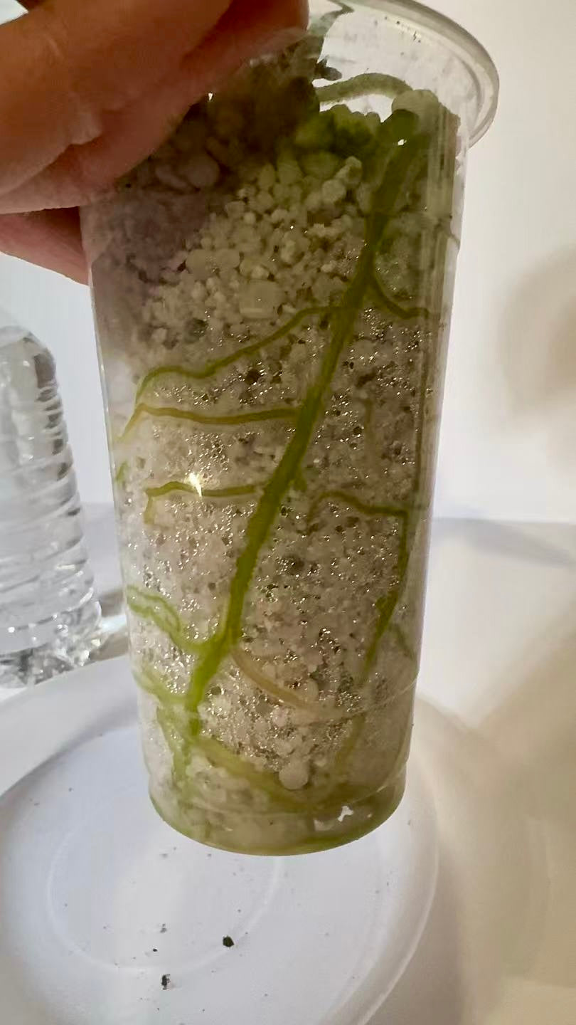 Anthurium Silver Blush (3 inch pot)*Multiple Available Random Selection*