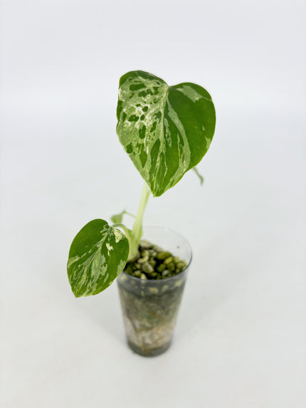 Monstera Bulbasaur@BC Warehouse