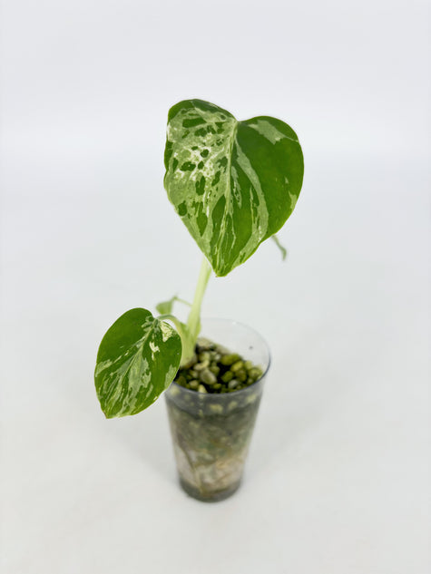 Monstera Bulbasaur@BC Warehouse