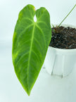 Anthurium Queremalense XL *Pick up and local delivery only*