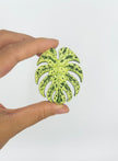 Tropical Leaf Magnet — Monstera Series