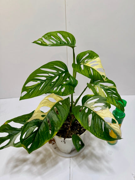 Monstera Adansonii Japanese Tricolor