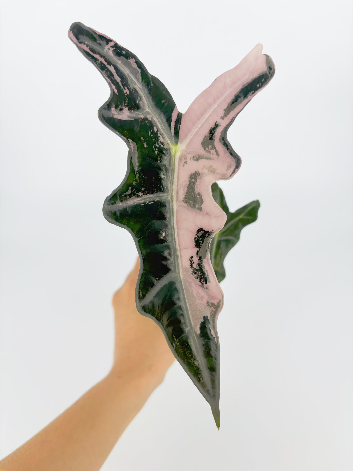 Alocasia Nobilis Pink K form-Corming size@BC Warehouse