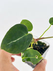 Anthurium Combo (Silver Blush, Forgetii self, Lux self) @BC Warehouse