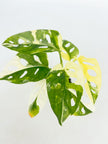 Monstera Adansonii Tricolor Japan@BC Warehouse