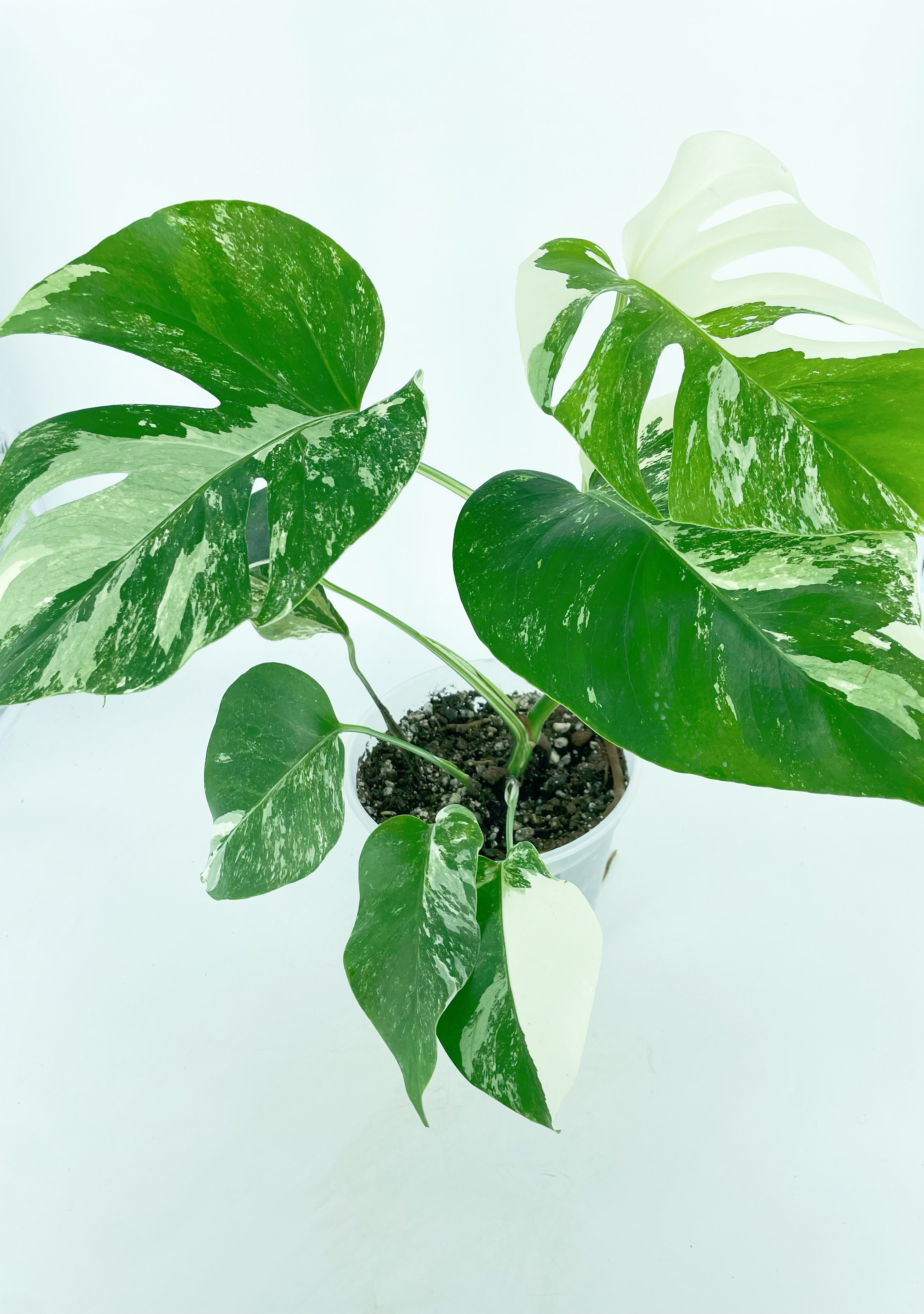 Monstera Albo *Pick Up&Local delivery Only*