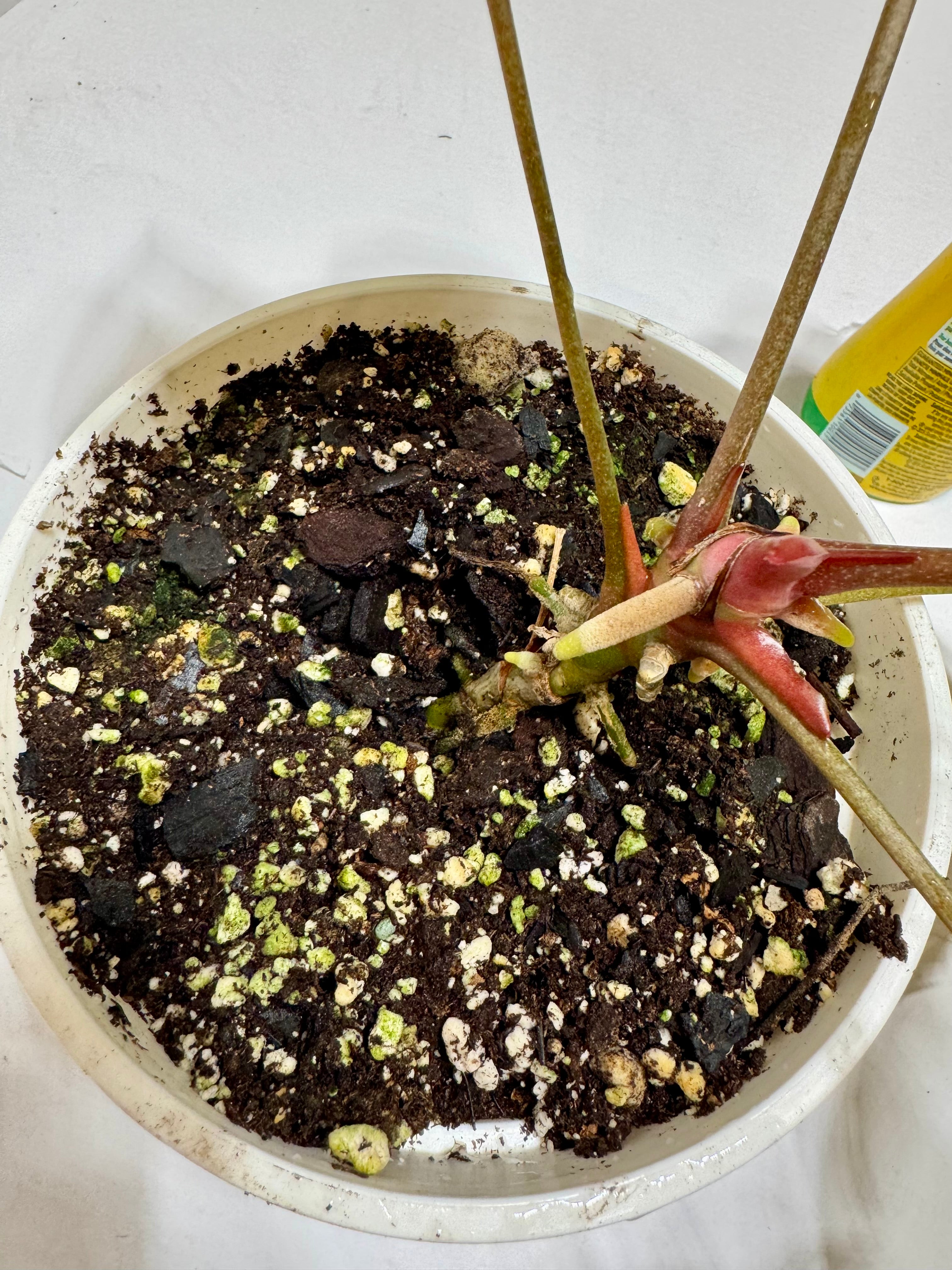 Anthurium besseae aff x forgetii @Markham Warehouse *Local pick up or delivery only*
