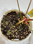 Anthurium besseae aff x forgetii @Markham Warehouse *Local pick up or delivery only*