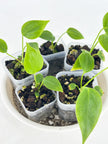 *Grower’s Choice* Anthurium Veitchii Self @BC Warehouse