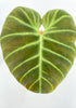 Philodendron Amazon Sunset