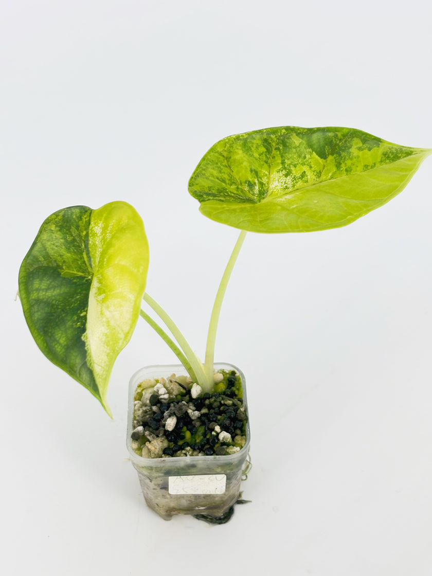 Alocasia Dragon Scale Var Duo @BC Warehouse