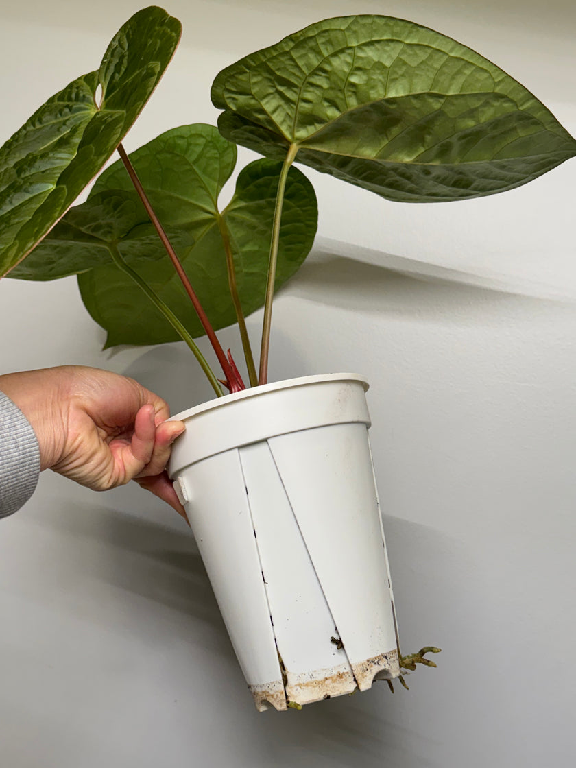Anthurium Lux x Dark Crystallinum XXL *Pick Up&Local Delivery Only*
