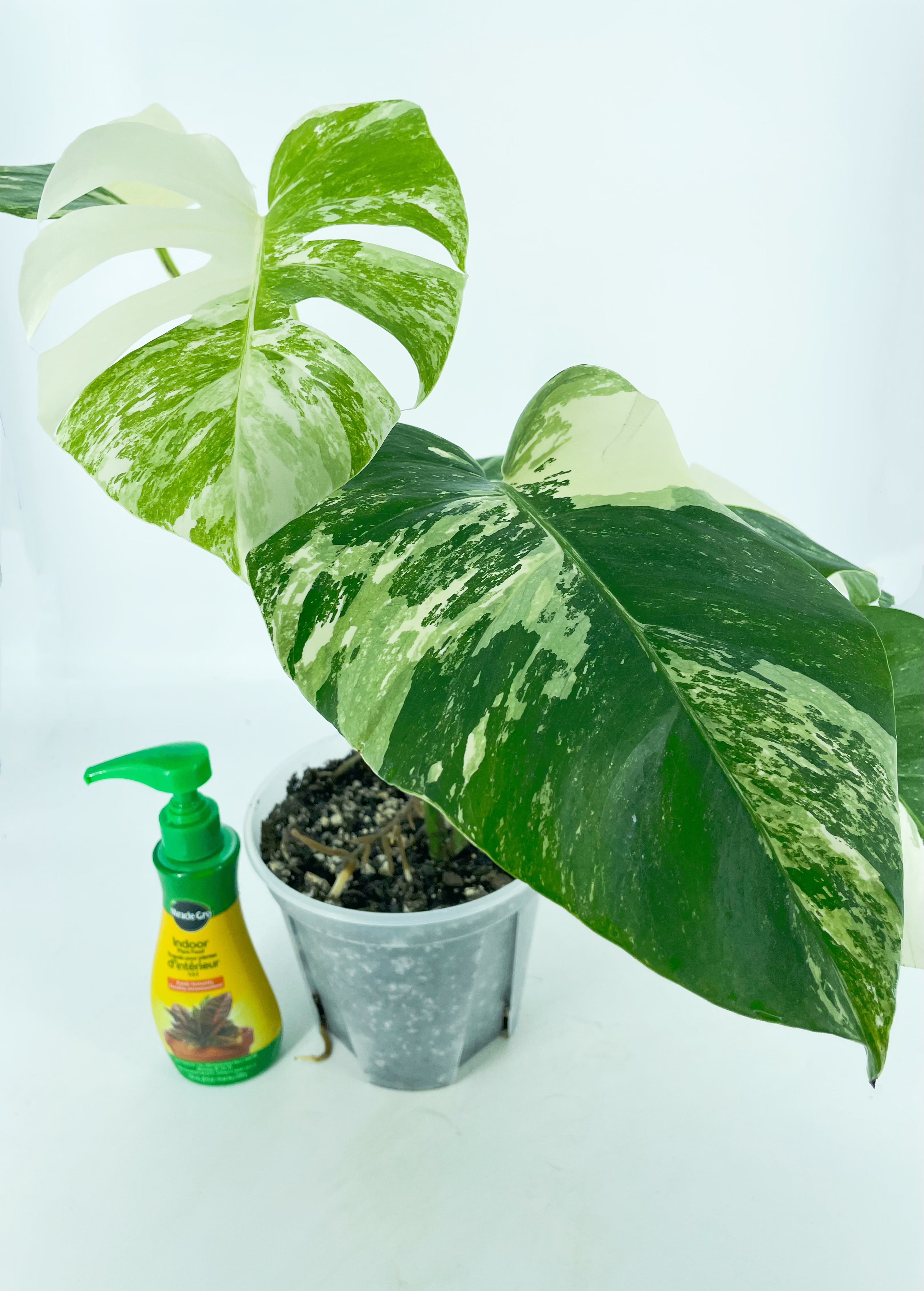 Monstera Albo *Pick Up&Local delivery Only*