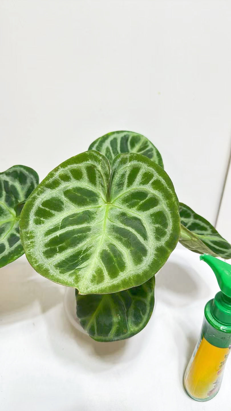 Anthurium Dorayaki Silver XL@Markham Warehouse *GTA Delivery & Pick Up Only*