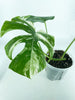 Monstera Albo *Pick Up&Local Delivery Only*