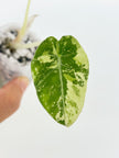 Alocasia Pink Combo@BC Warehouse