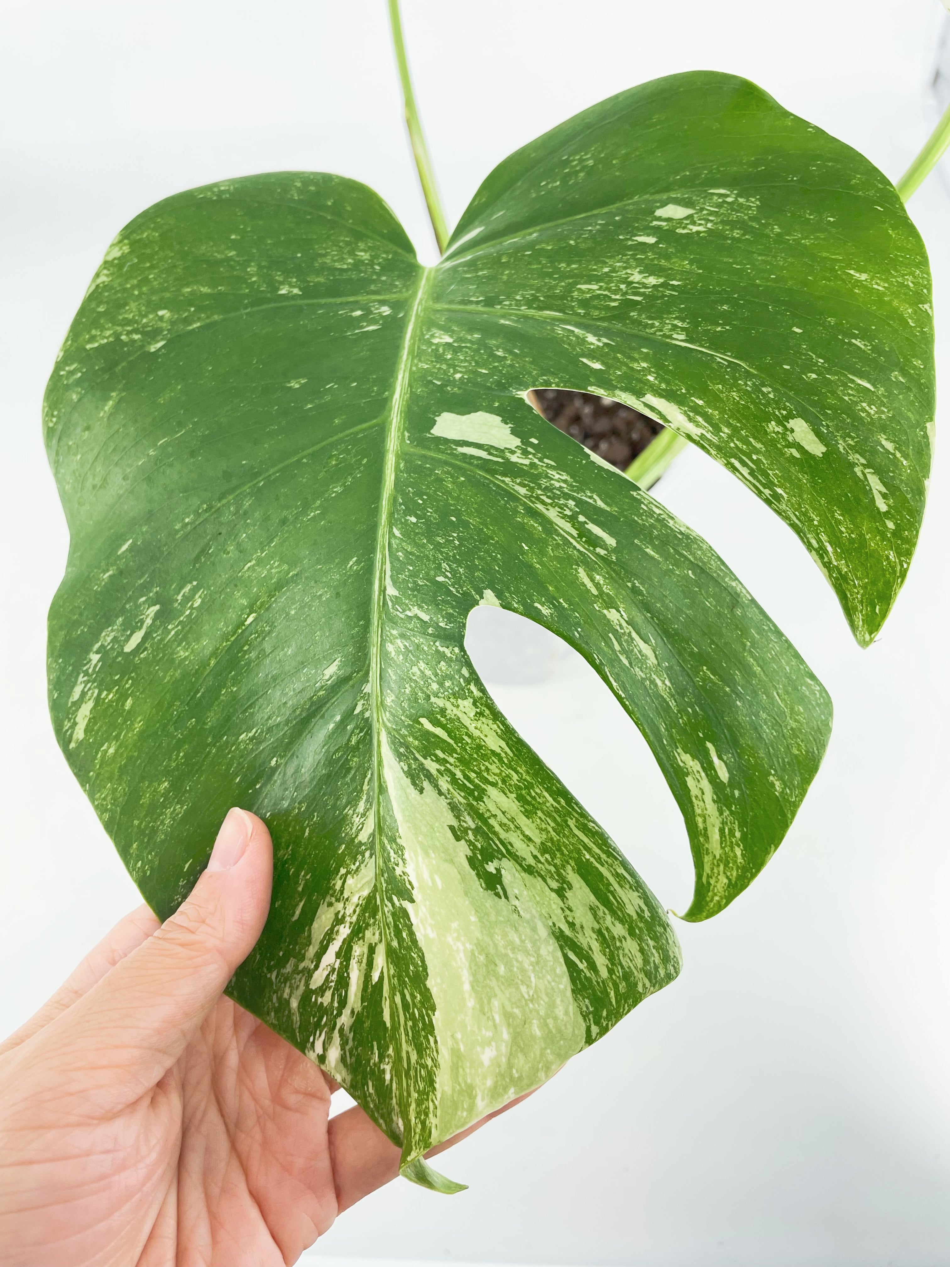 Monstera Albo *Pick Up&Local Delivery Only*