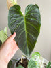 Philodendron Splendid XL *Pick up& GTA Delivery only*