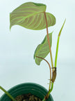 Philodendron Majestic