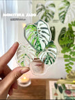 Botanical Mystery Magnet Box@BC Warehouse