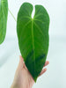 Anthurium Queremalense *Pick up & Delivery Only*