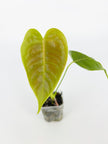 Anthurium Classic Combo@BC Warehouse
