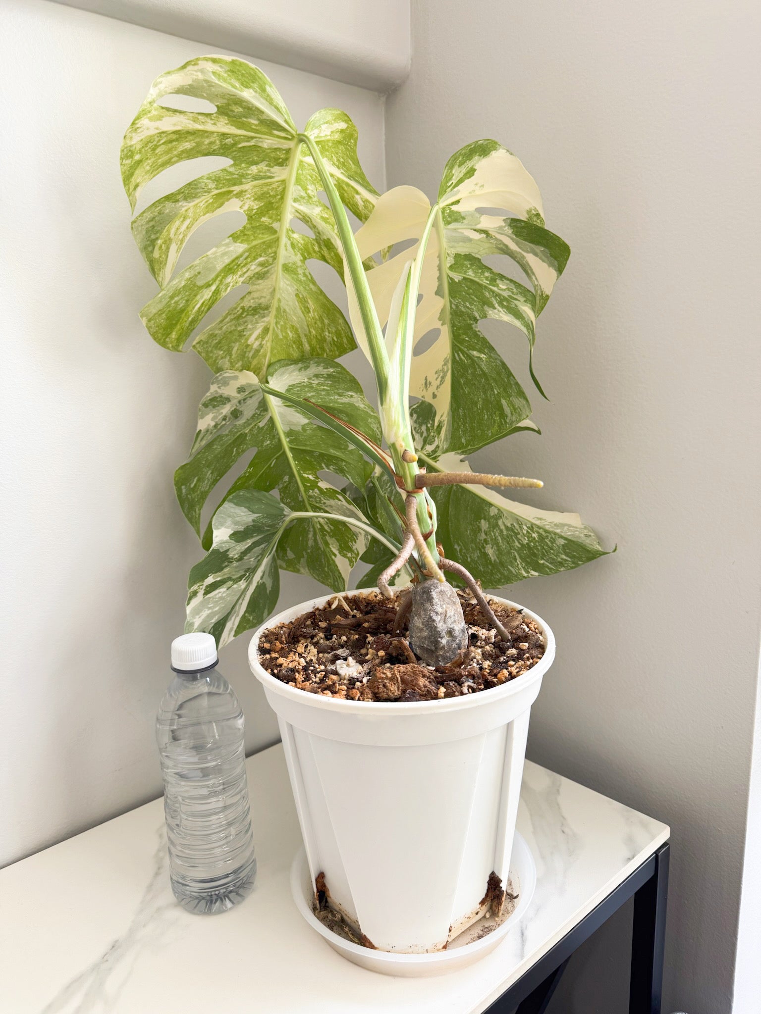 Monstera Albo -Holland *Pick up& GTA Delivery Only* @Markham Warehouse