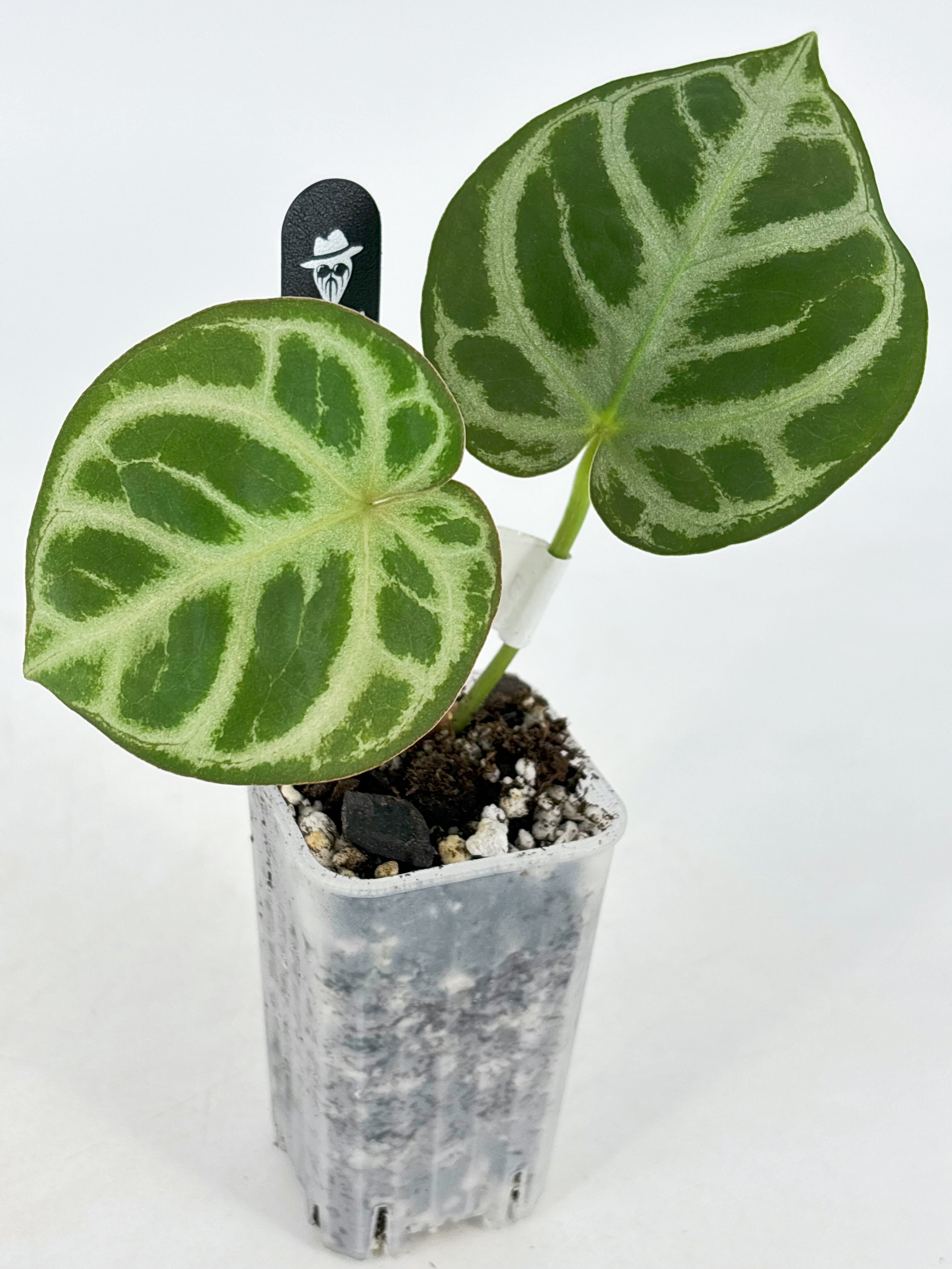 Anthurium HURC x Mystique 88 by KartelDaun@BC Warehouse