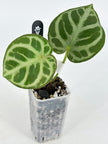 Anthurium HURC x Mystique 88 by KartelDaun@BC Warehouse