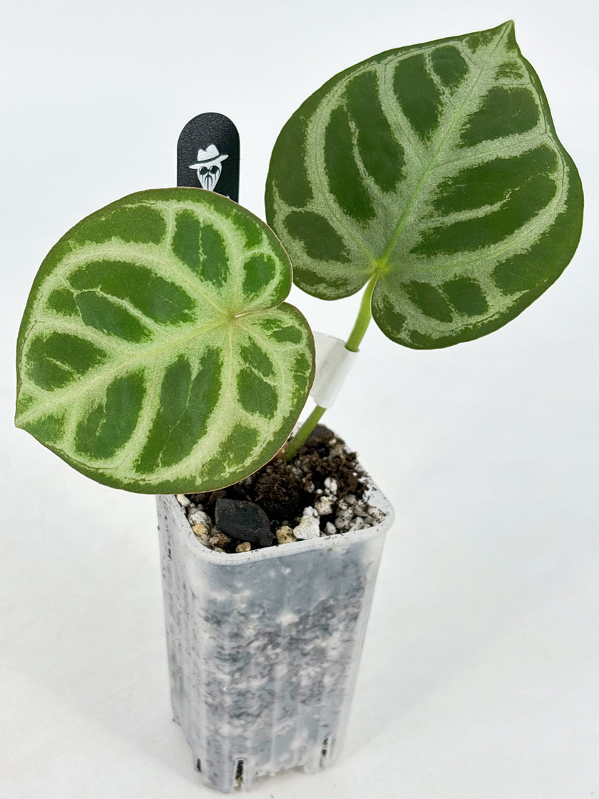 Anthurium HURC x Mystique 88 by KartelDaun@BC Warehouse