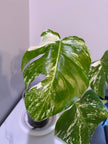 Monstera Albo