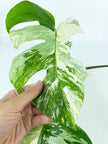 Monstera Albo *Pick up&Local Delivery Only* 3 leaves