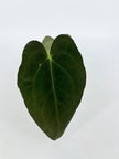 Anthurium Combo (Papi fsrl x Forgetti, Tezula AOS DF x Papi fsrl)@BC Warehouse