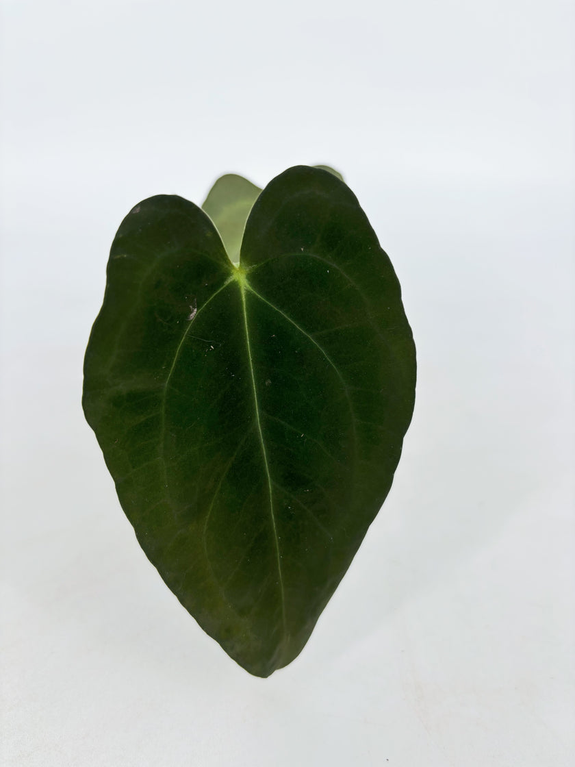 Anthurium Combo (Papi fsrl x Forgetti, Tezula AOS DF x Papi fsrl)@BC Warehouse