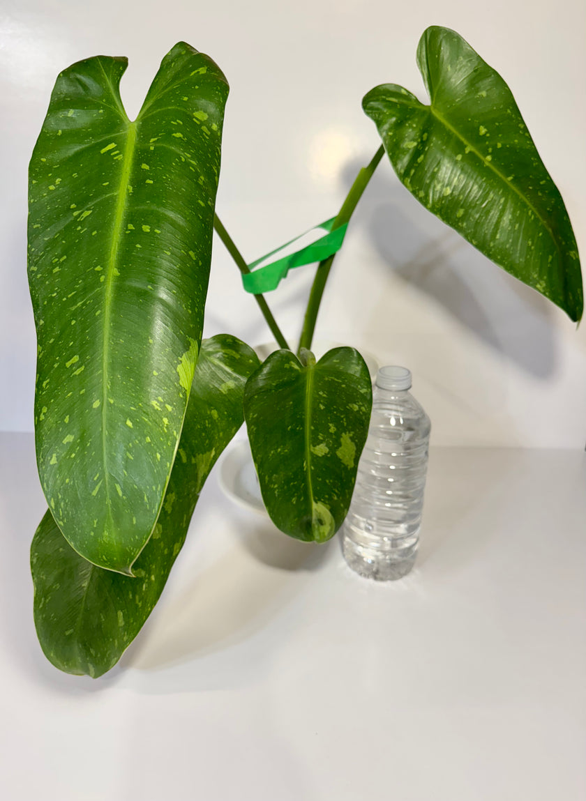 Philodendron Jose Buono XL *Pick up&GTA Local Delivery Only*
