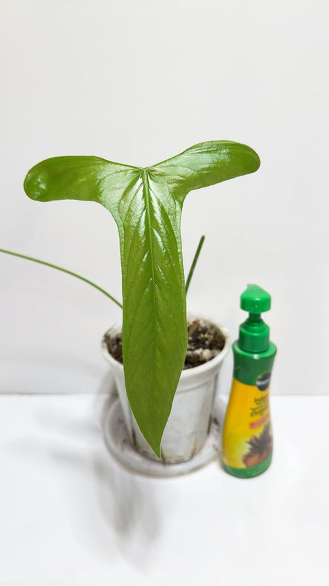 Anthurium Furcatum@Markham Warehouse