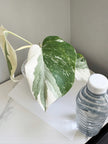 Monstera Albo -Japan *Pick up& GTA Delivery Only* @Markham Warehouse