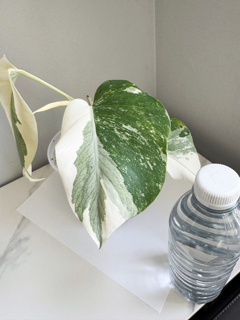Monstera Albo -Japan *Pick up& GTA Delivery Only* @Markham Warehouse