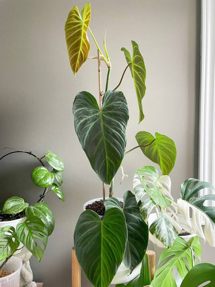 Philodendron Splendid XL *Pick up& GTA Delivery only*