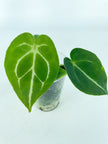 Anthurium Hybrid Seedling Combo (Multiple Available)