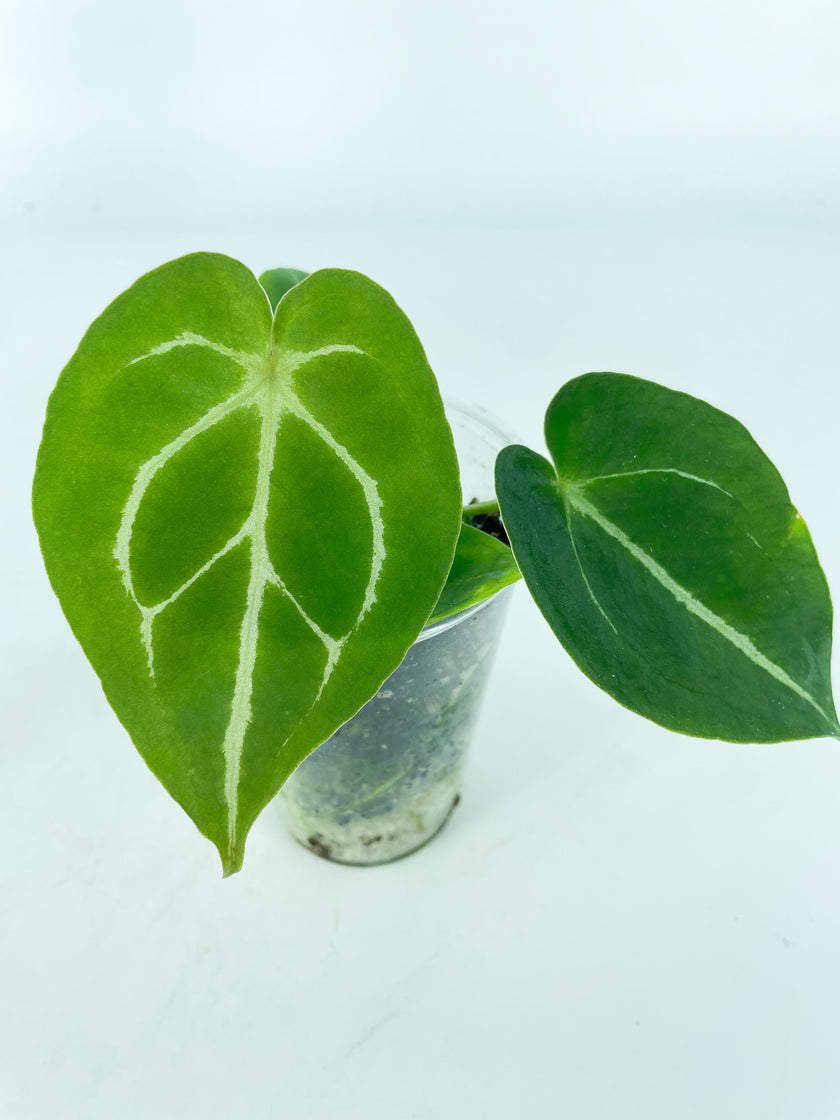 Anthurium Hybrid Seedling Combo (Multiple Available) – Aroids Only