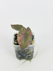 Alocasia Yucatan Princess Albo@BC Warehouse