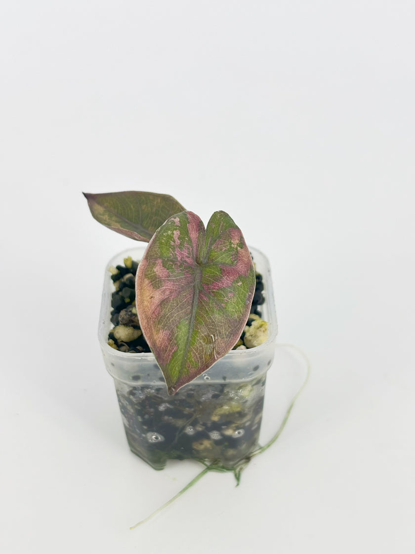 Alocasia Yucatan Princess Albo@BC Warehouse