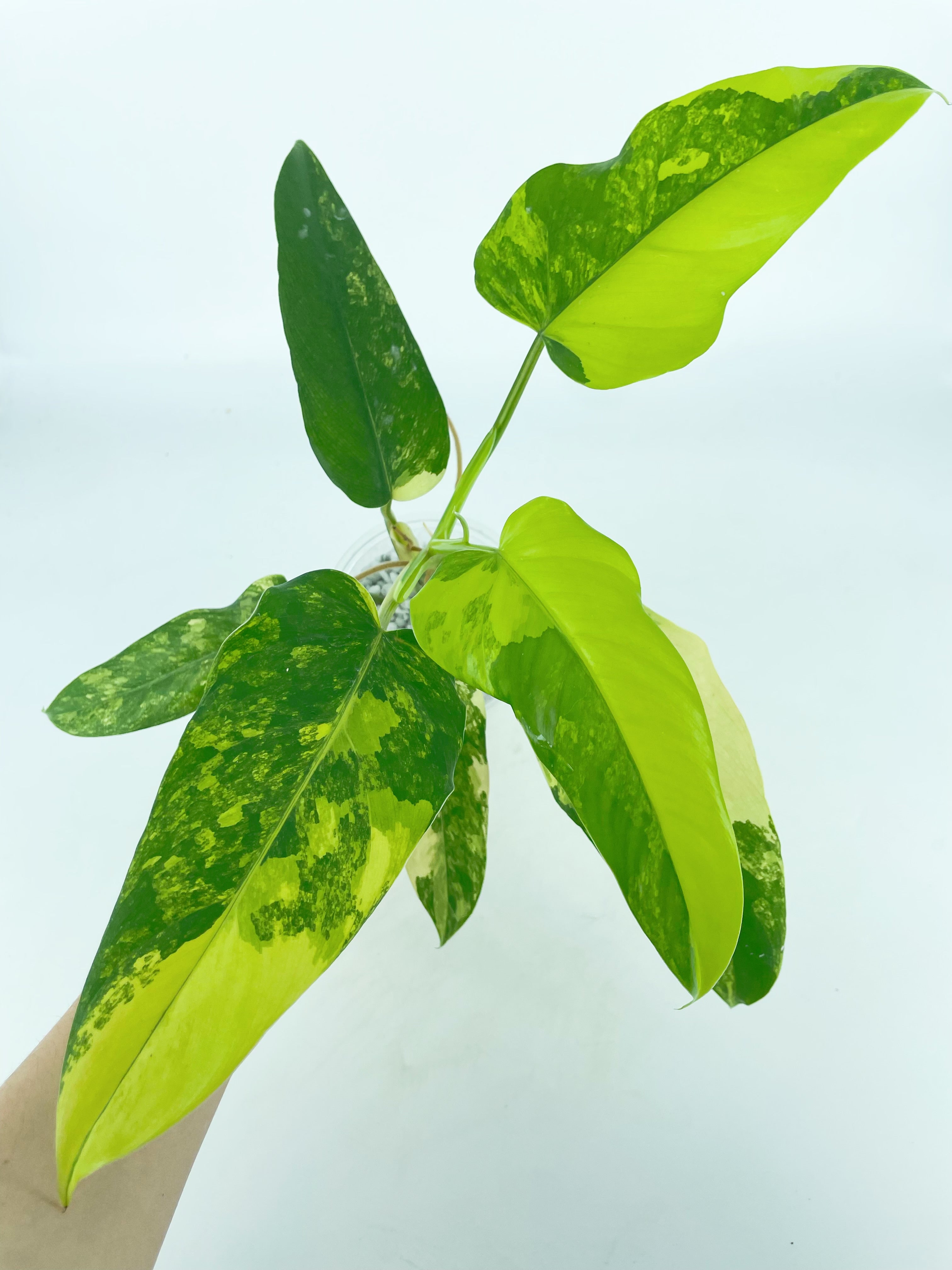 Philodendron Domesticum Var