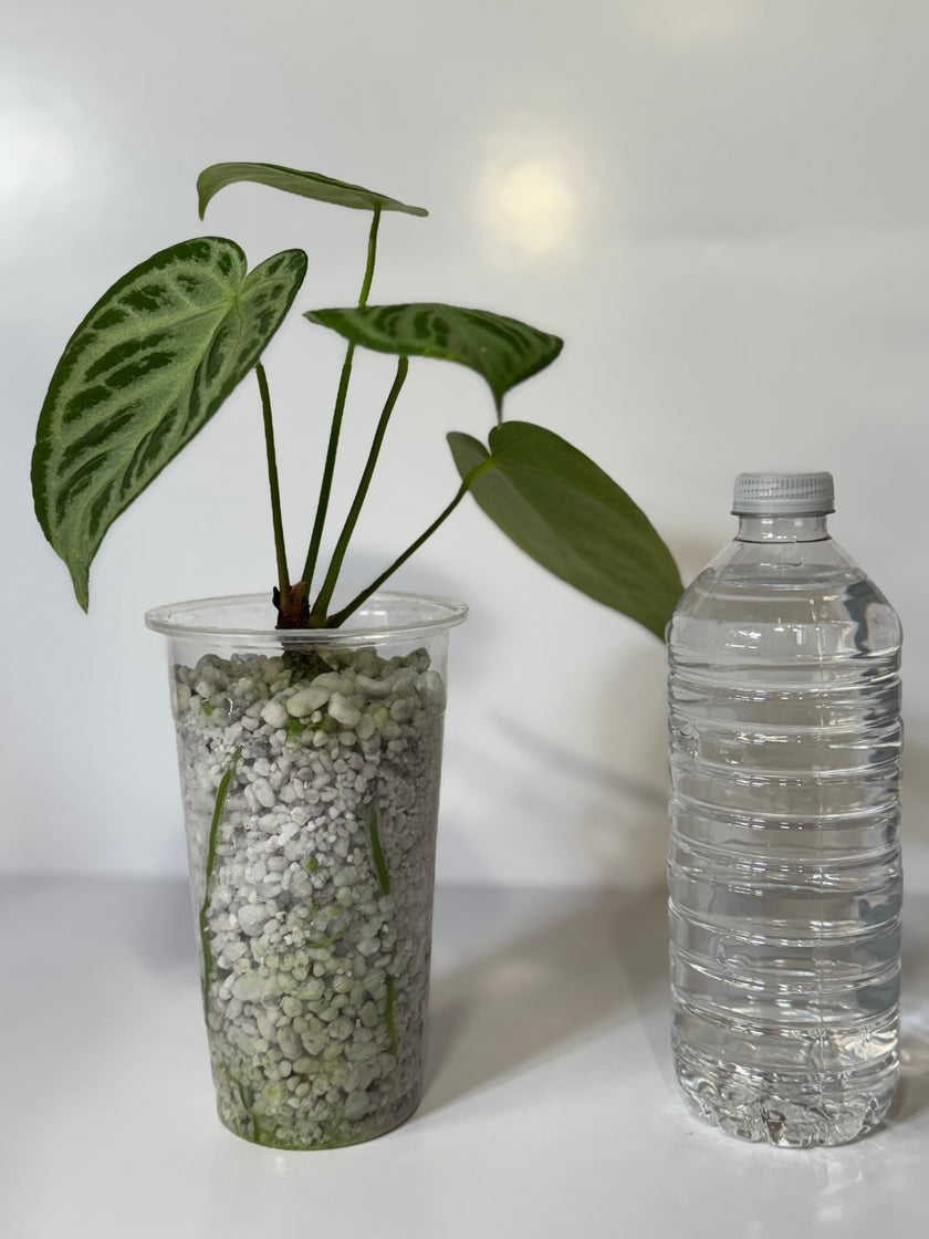 Anthurium Silver Brush XL