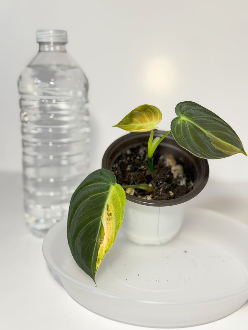 Philodendron Melanochrysum Variegated -C
