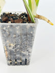 Monstera Albo Holland @BC Warehouse