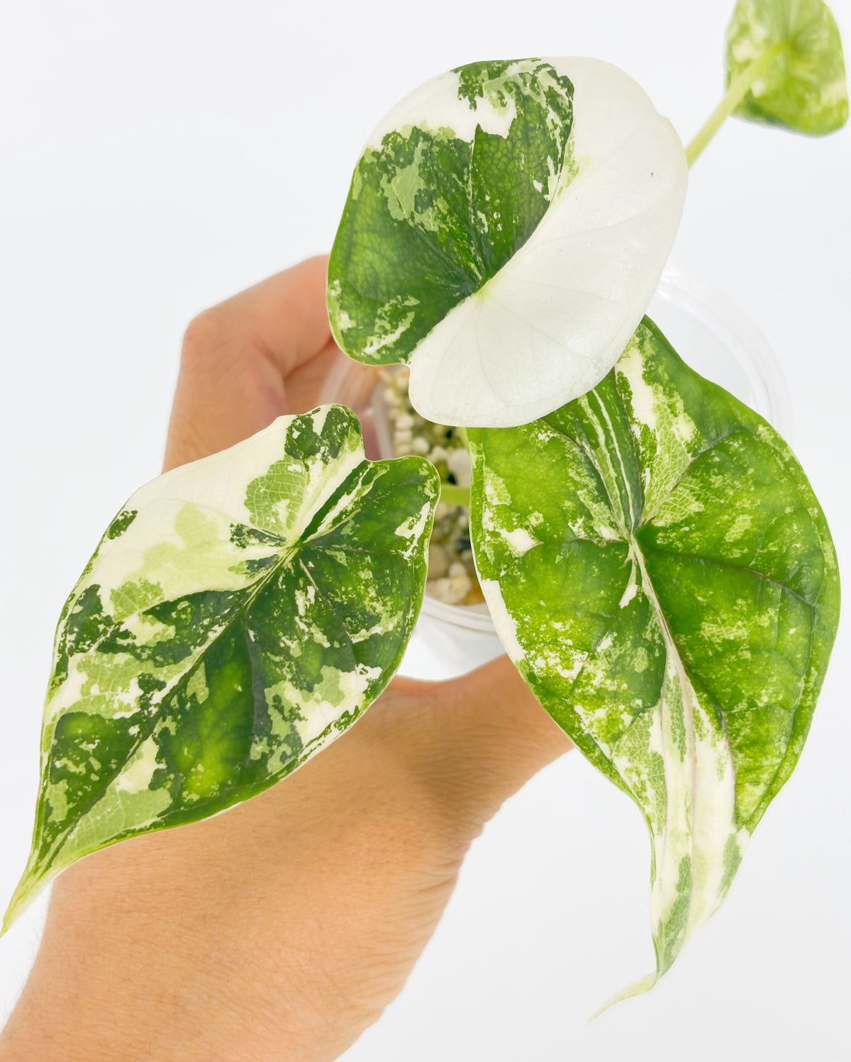 Alocasia Dragon Scale Albo@BC Warehouse